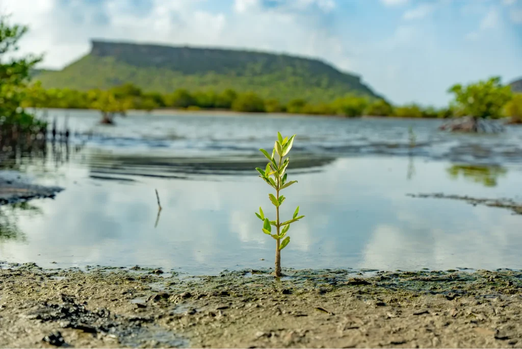 Mangrove-Carmabi