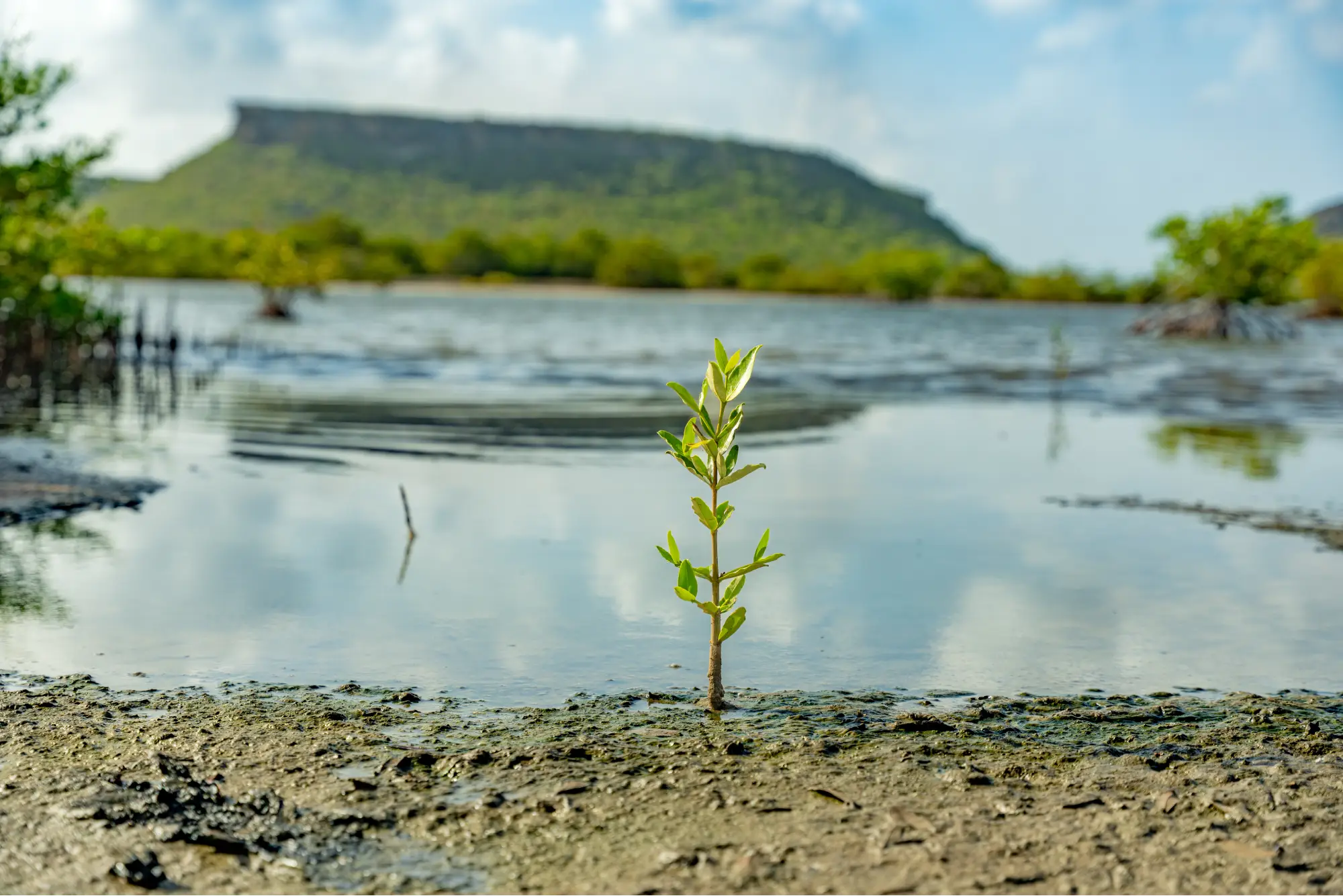 Mangrove-Carmabi